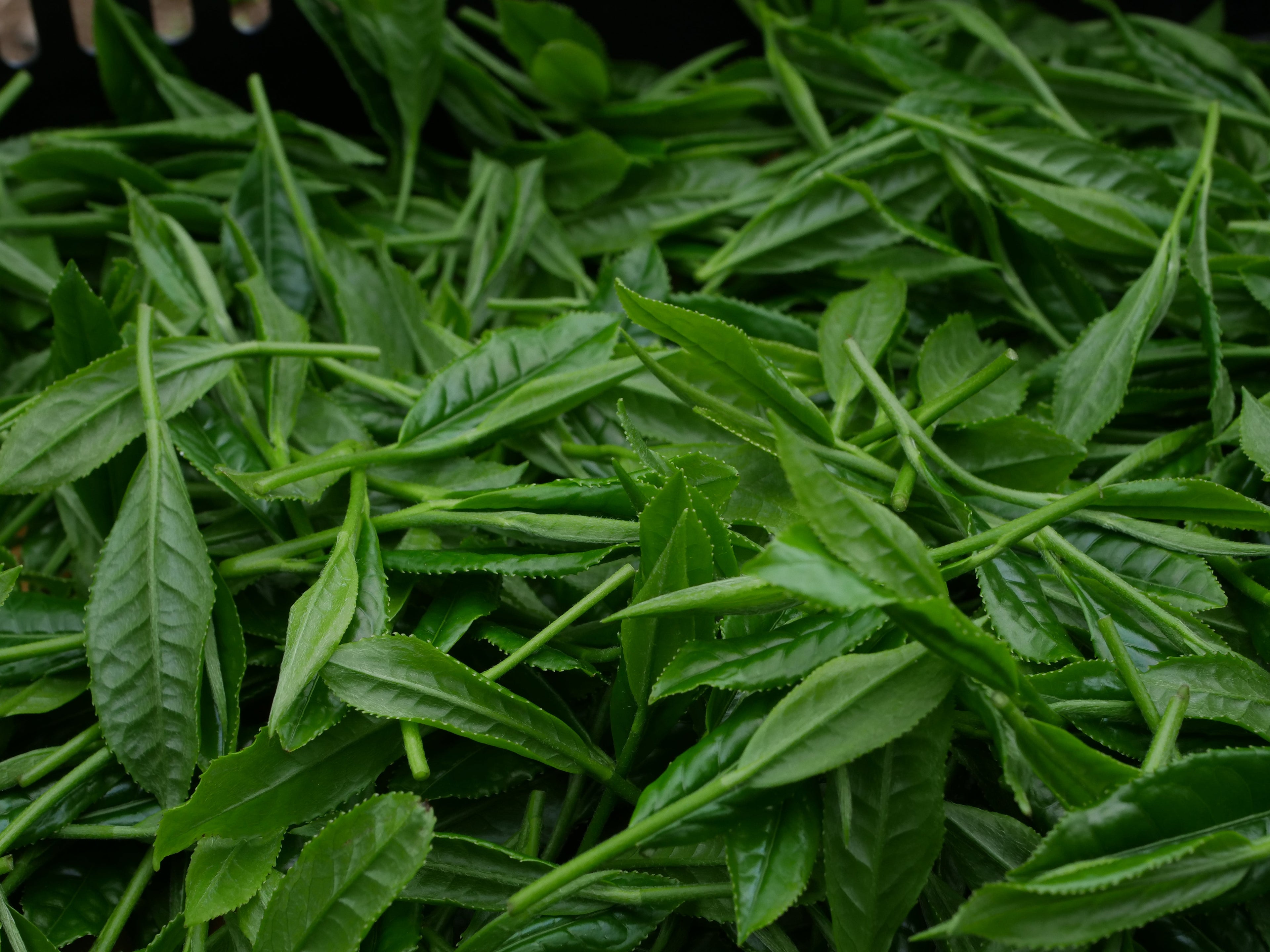 Yame vs Uji: what the region changes in your matcha
