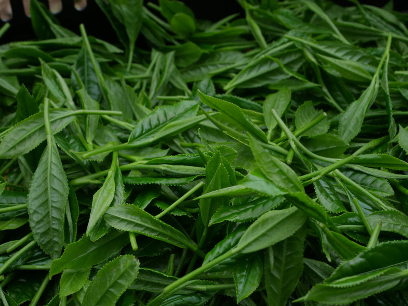Yame vs Uji: what the region changes in your matcha